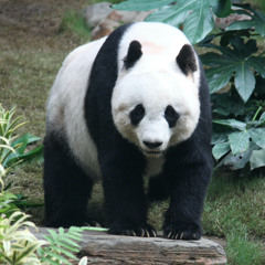 Panda sanctuary