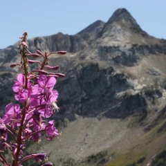 FOUR ROMANCES, from Fireweed Poems… “Mystery Flower”