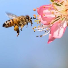 Birds & Bees