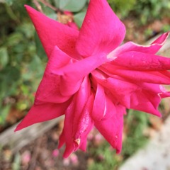 Dinosaur Knowledge And Yearlings [Alt Mx]