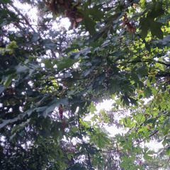 crescent shaped depression