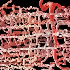 Watts Doc #20: The Fick Equation Part 1 - A VO2 Difference