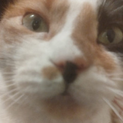 Drone Music for Drones