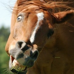 Ricardo