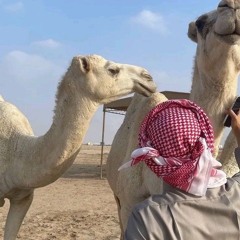 شيلة  الحمدي محزم ، بني حمد   كلمات الشاعر فهد ال عواف  2025