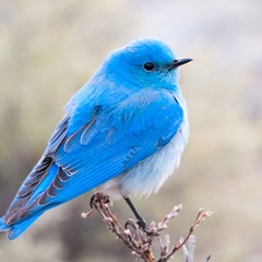LevyM — Bluebird (Extended Mix)