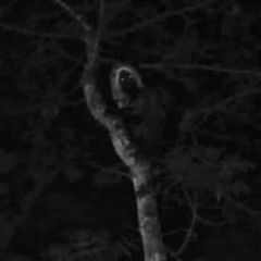 Phantom[mordnys + lilsem4 +hunakill3d]