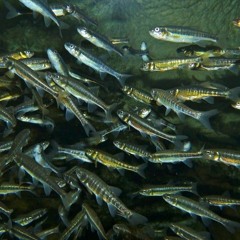 Seeing Minnows