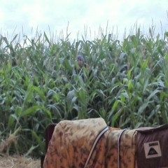 polycube - jesse in the corn