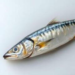Mackerel