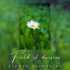 Field of Daisies