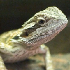 Little Dragon feat. MAR$HEN (prod. LitKidBeats)