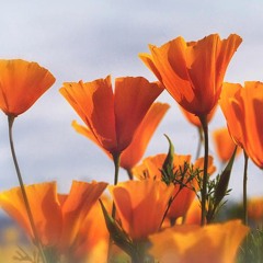 California Grown (worktape)