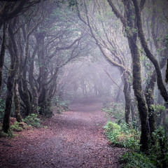 Beyond Trance #11: Into the Woods