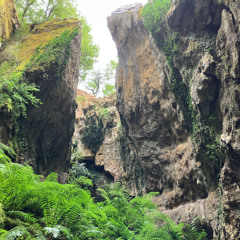 Fear in the Forest - Binaural