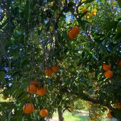 Holocene - Zella Day Feat. Weyes Blood (cover)