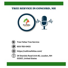 how-can-i-save-money-on-tree-removal-services-in-concord-nh