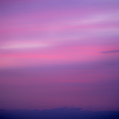 Ever-Stab-Me-Not-Blue-Purple