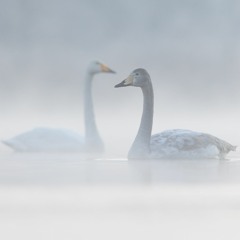 Whooper Swans arriving to thier nesting habitat