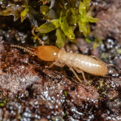 10 Tips To Make Your Home Termite Proof