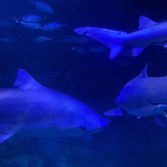 SAY YEAH FLIP PROD GRIMSKYS.wav