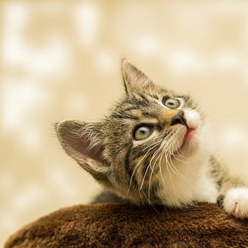 Whiskas - Cat People Know