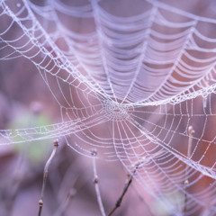 Autumnbreathe - Gert Holle - 020925