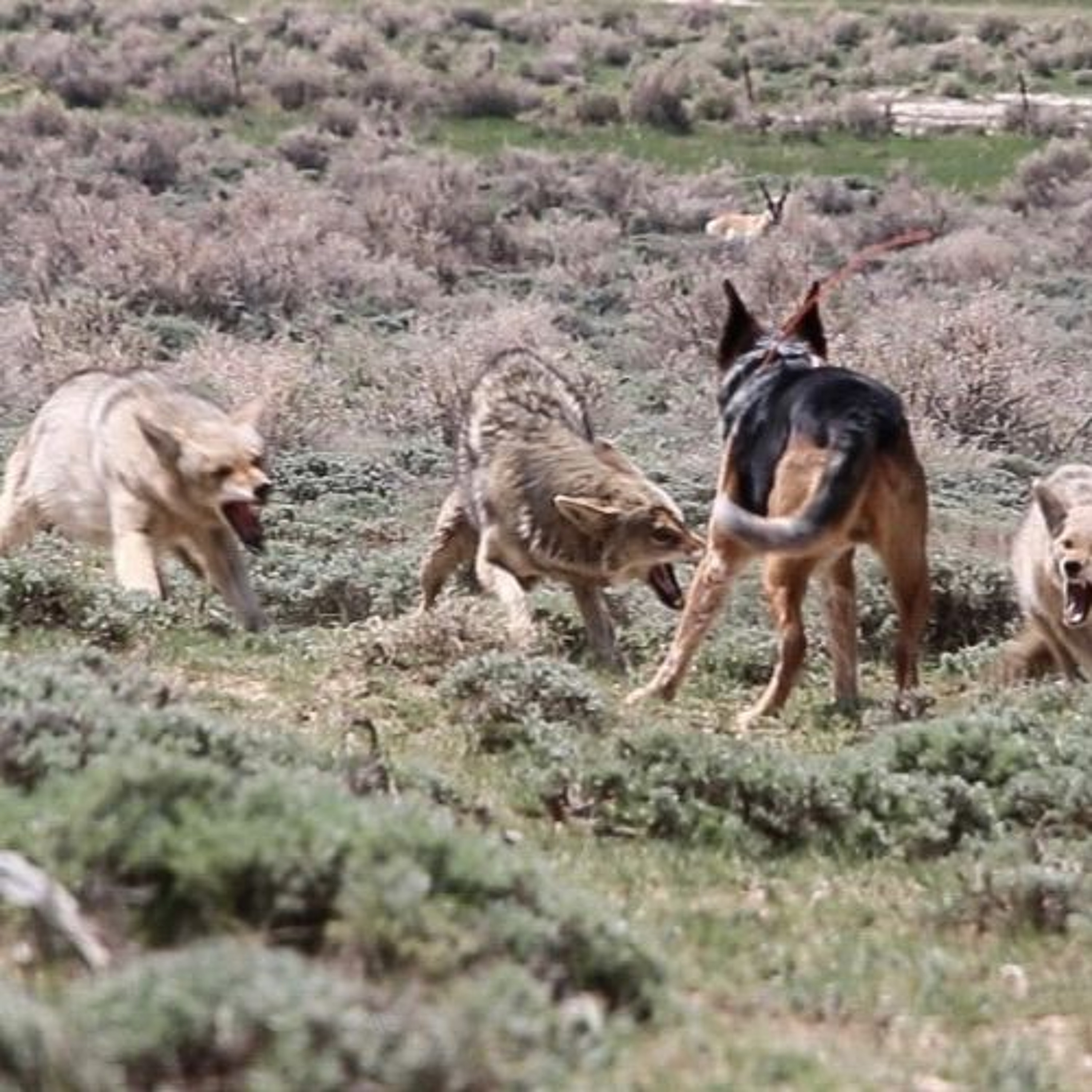 Predator Pros Episode 69: The Art of Using Dogs to Hunt Coyotes with Colten Gillum episode artwork