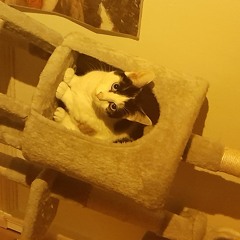 FNOOB 017 - Abuse your confusion 03/23