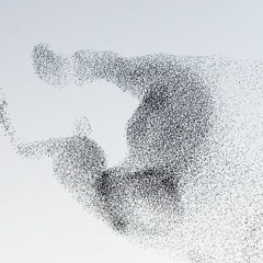 Fåglarnas flykt avslöjar komplexa mönster