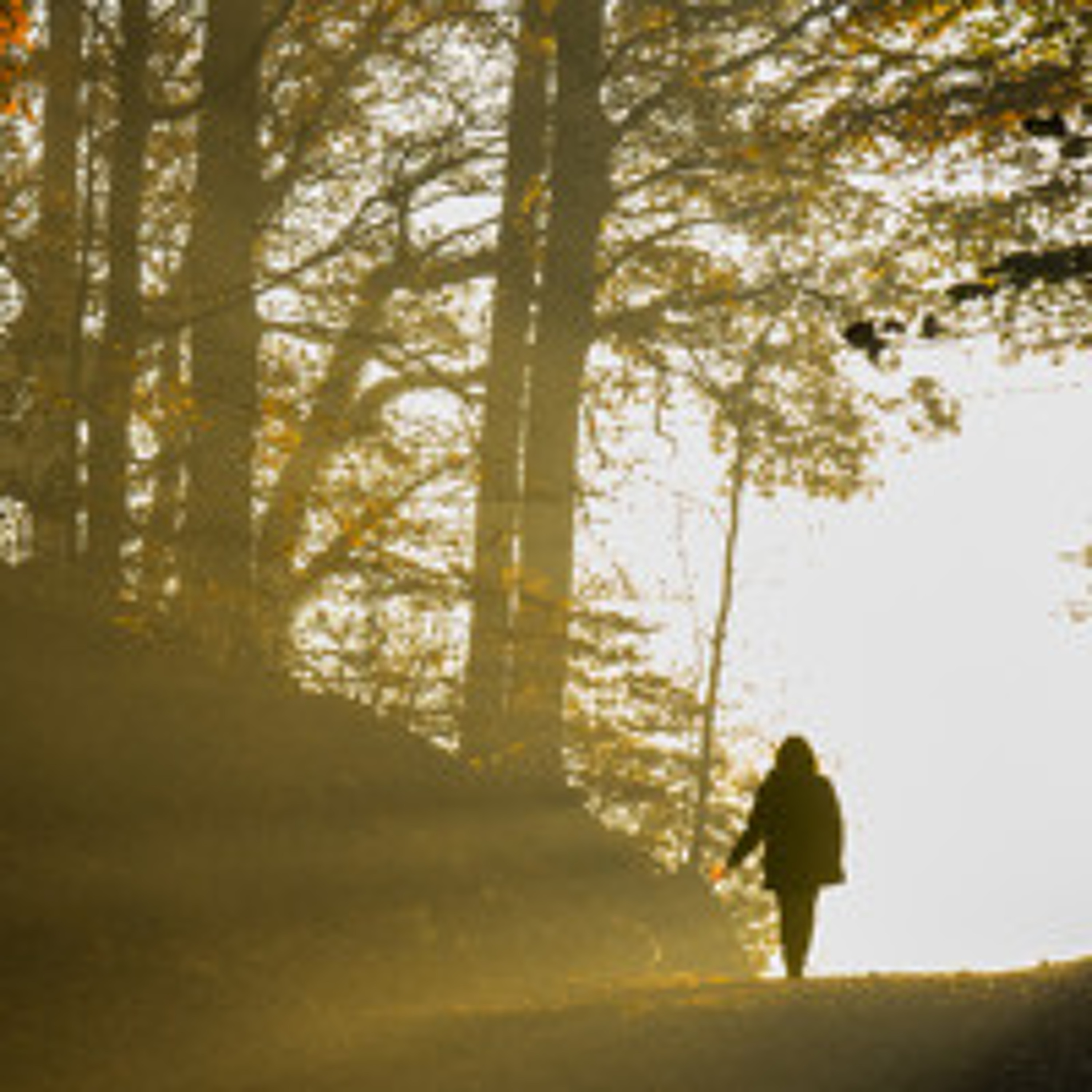 Associazione Kalyanamitta: Meditazione, Mindfulness, Buddhismo