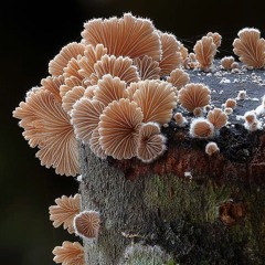 MIMI Frequency #3: Deepo