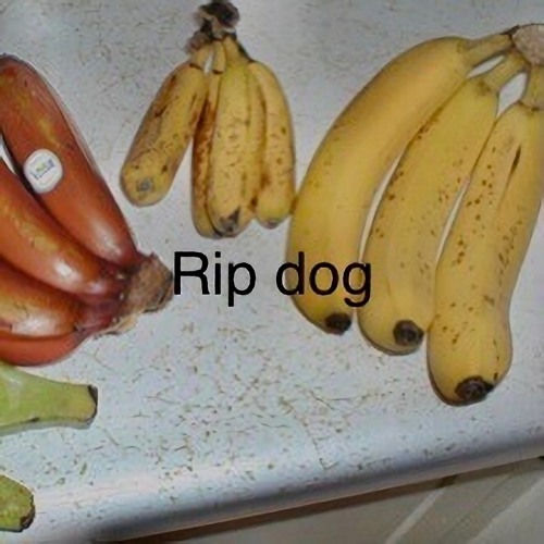 do bananas kill dogs