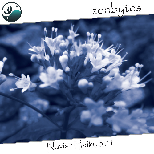 petals sifting down - Naviarhaiku571