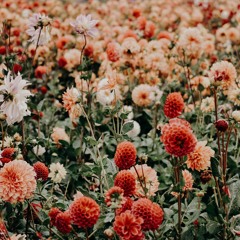 pre rolls in the vip