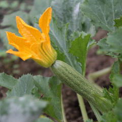 Zucchini Flair