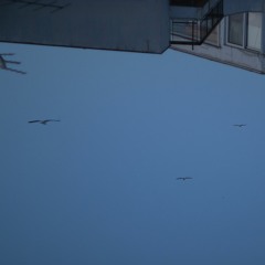 music about remembering // pt7 // seagu11s