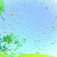 Swarm
