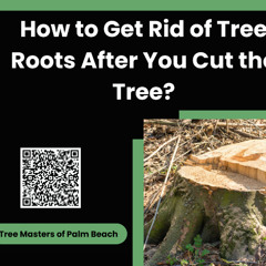 How to Get Rid of Tree Roots After You Cut the Tree?
