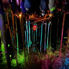 dINO @ Wonky Forest / Spring 2022