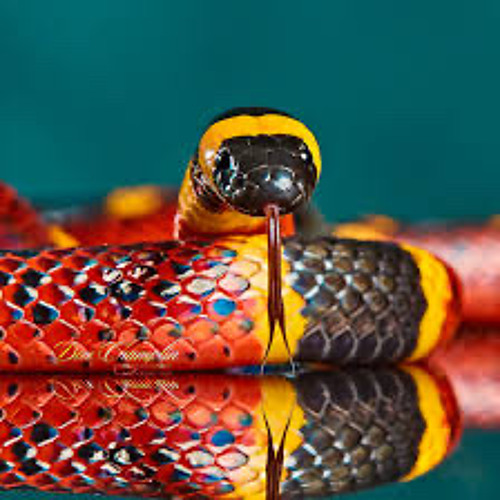 Coral Snake