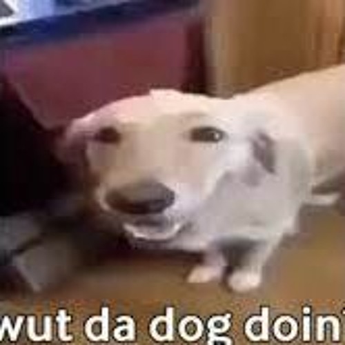 What Da Dog Doin: Unraveling the Viral Trend