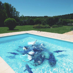 Pool Full Of Sharks