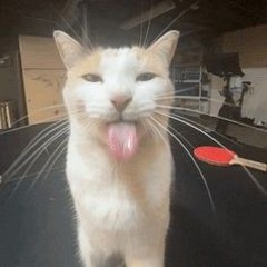 PANLEUKOPENIA-murflauer