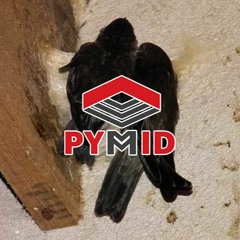 Âm thanh ngoài nhà yến Sp PAMUNGKAS - Indonesia và Việt nam