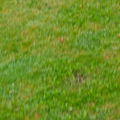 Field Theory