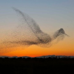 a string quartet is like a flock of birds (2020) for string quartet