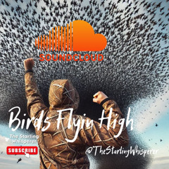 Birds Flyin High