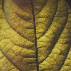 STRNGE x M1NT - Sundown