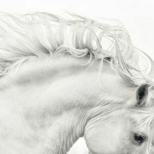 Johan Horses - Stallion (Waveshot Remix)